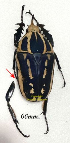 Mecynorhina torquata ugandensis ( reared )