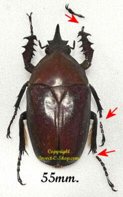 Mecynorhina torquata ugandensis ( reared )