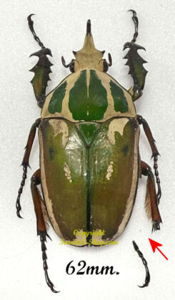 Mecynorhina torquata ugandensis ( reared )