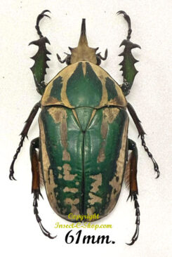 Mecynorhina torquata ugandensis ( reared )