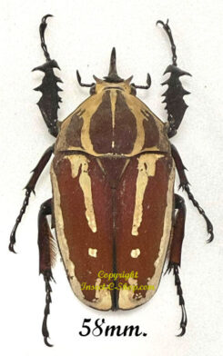 Mecynorhina torquata ugandensis ( reared )