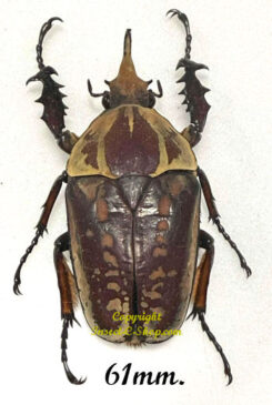 Mecynorhina torquata ugandensis ( reared )