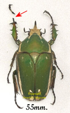 Mecynorhina torquata ugandensis ( élevage )