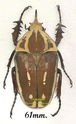 Mecynorhina torquata ugandensis ( reared )