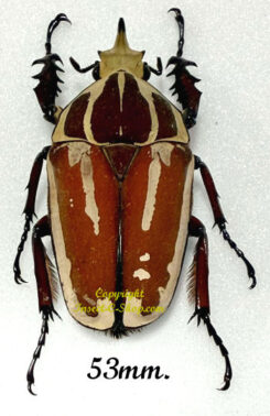 Mecynorhina torquata ugandensis ( reared )