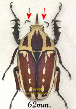 Mecynorhina torquata ugandensis ( élevage )