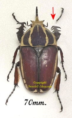 Mecynorhina torquata ugandensis ( élevage )