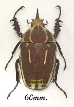 Mecynorhina torquata ugandensis ( reared )