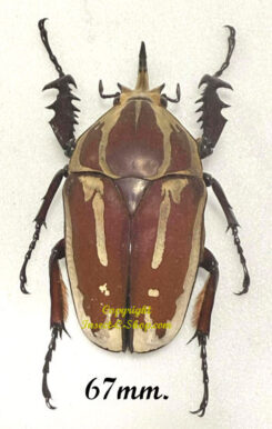 Mecynorhina torquata ugandensis ( reared )