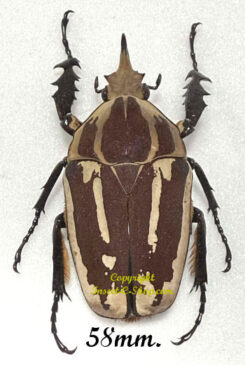 Mecynorhina torquata ugandensis ( reared )