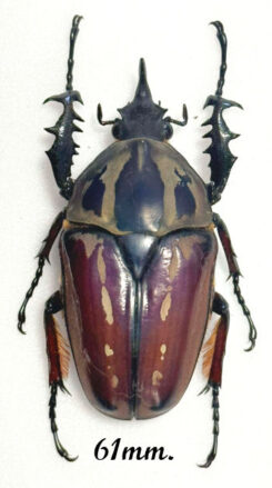 Mecynorhina torquata ugandensis ( reared )