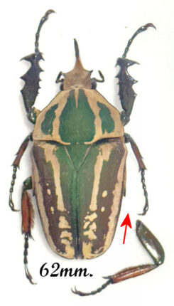 Mecynorhina torquata ugandensis ( élevage )