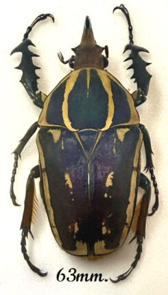 Mecynorhina torquata ugandensis ( reared )