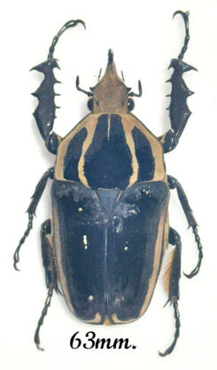 Mecynorhina torquata ugandensis ( reared )