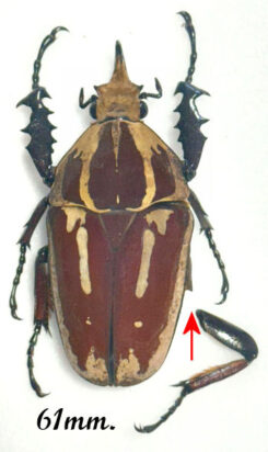 Mecynorhina torquata ugandensis ( élevage )