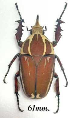 Mecynorhina torquata ugandensis ( reared )