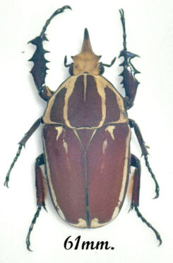 Mecynorhina torquata ugandensis ( reared )