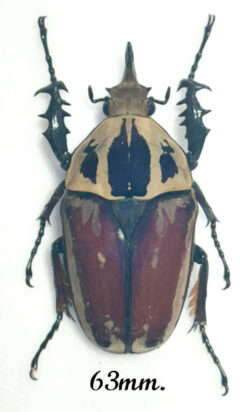 Mecynorhina torquata ugandensis ( reared )