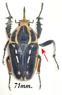 Mecynorhina torquata ugandensis ( reared )