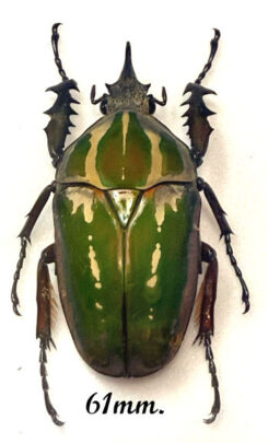 Mecynorhina torquata ugandensis ( reared )
