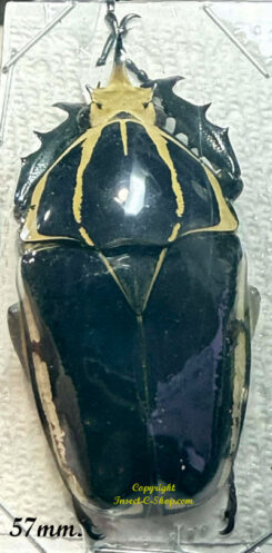 Mecynorhina torquata ugandensis ( reared )