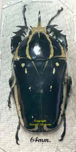 Mecynorhina torquata ugandensis ( élevage )
