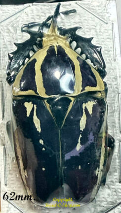 Mecynorhina torquata ugandensis ( élevage )