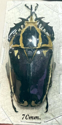 Mecynorhina torquata ugandensis ( reared )