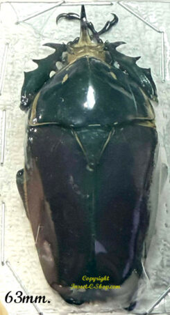 Mecynorhina torquata ugandensis ( reared )