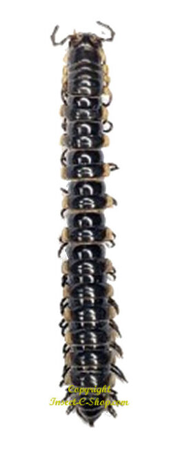 Petit - Orthomorpha coarctata ( 5-pcs )
