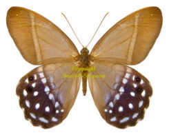 Pierella lena