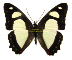 Pyrrhogyra amphiro