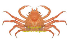 Schizophrys aspera