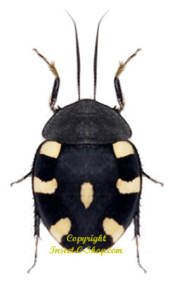 Therea petiveriana