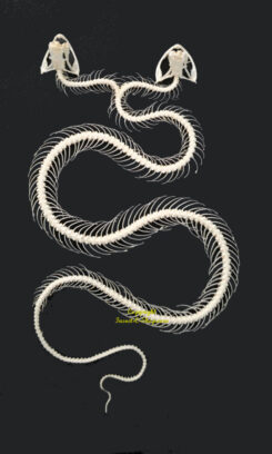 Trimeresurus albolabris - DOUBLE TÊTE ( squelette incurvé )
