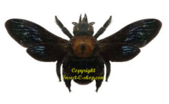 Xylocopa celebensis ( spread )