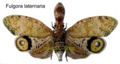 Fulgora laternaria ( spread )