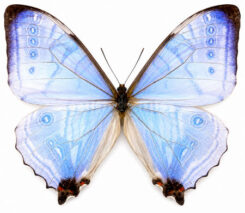Morpho ( Cytheritis ) sulkowskyi