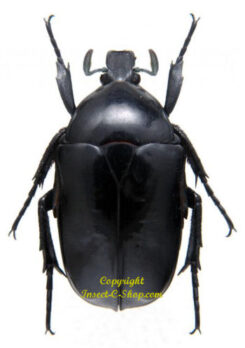 Rhomborrhina taiwana ( black )