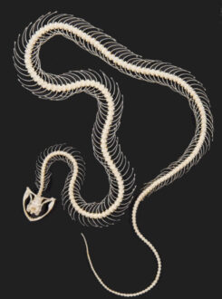 Trimeresurus albolabris - NEW ( curved skeleton )
