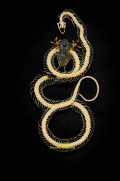 Ptyas korros ( squelette double roulant avec grenouille )