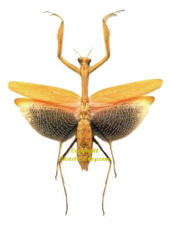 Statilia nemoralis - orange - ( spread )