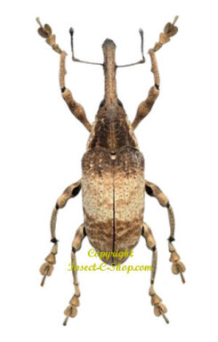 Alcidodes magister