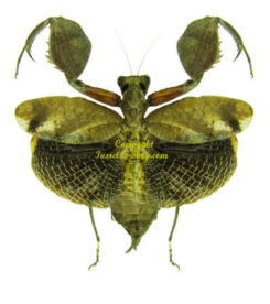 Astyliasula javana ( spread )