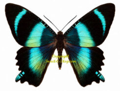 Uraniidae