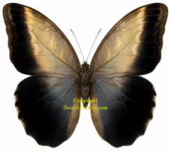 Caligo telamonius memnon