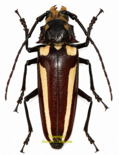 Callipogon lemoinei