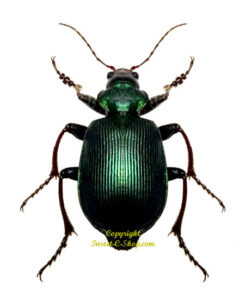 Calosoma bastardi
