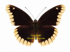 Cethosia lechenaulti