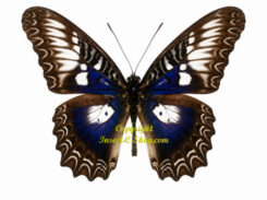 Cethosia myrina ribbei